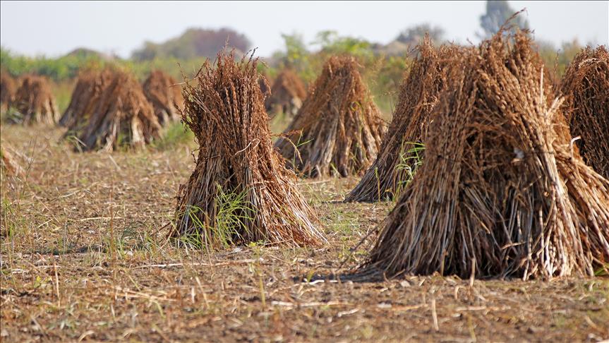 Tarım Ülkesi: Nijerya Hindistan Konu Anlatımları