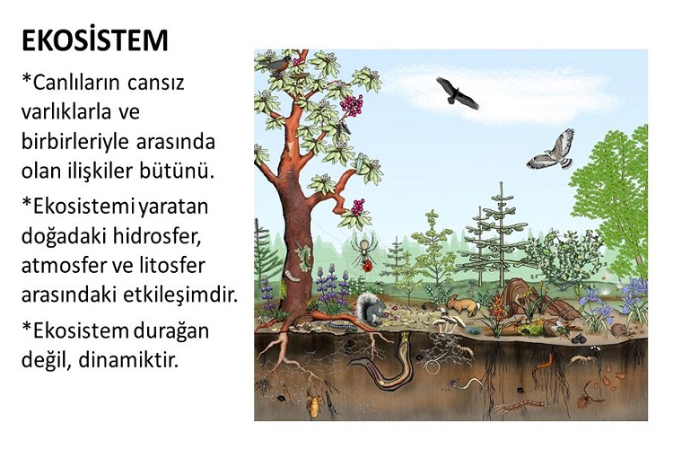 Ekosistemlerin İşleyişi ve özellikleri