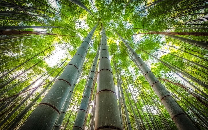 YKS'ye Hazırlık Bambu Ağacına Benzer